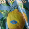 Amalfi-skjorte med citronmotiv